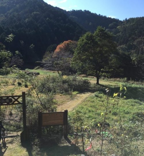 Field of Herbal Trees